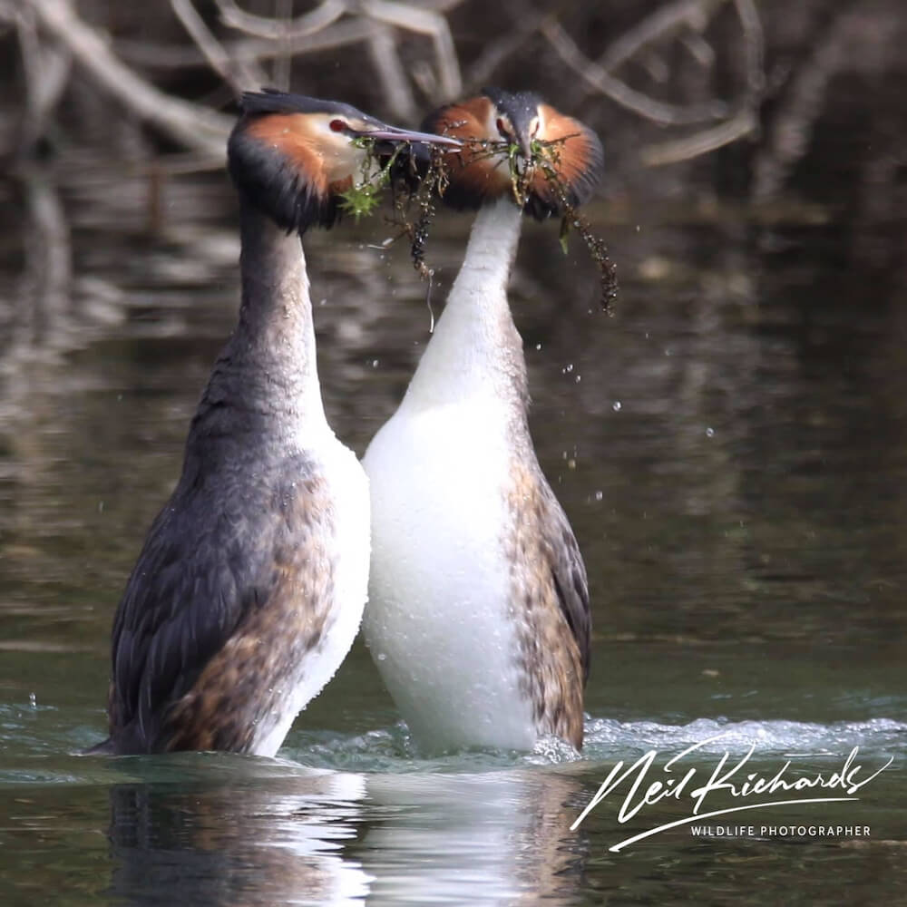 Great-crested Grebe