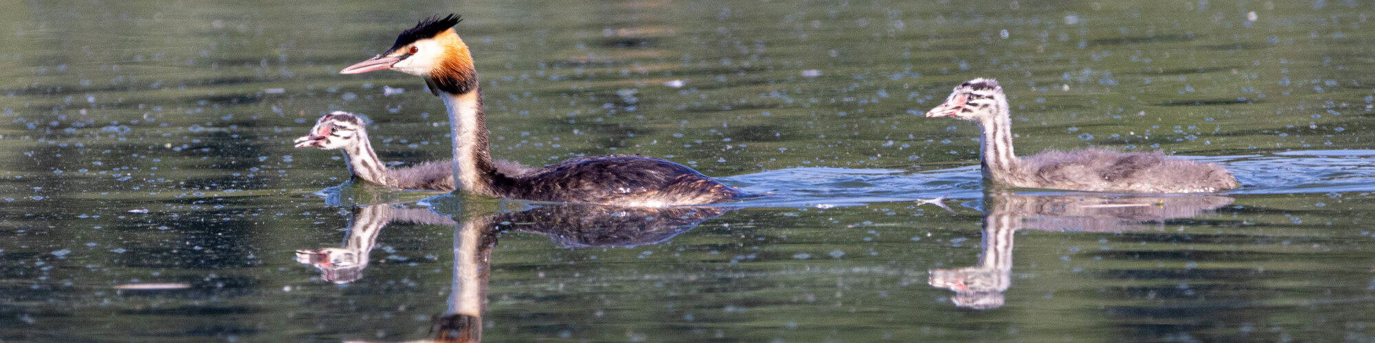 Great-crested Grebes