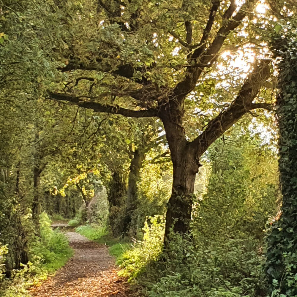 Tree lined path