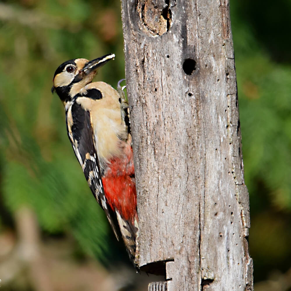 Woodpecker