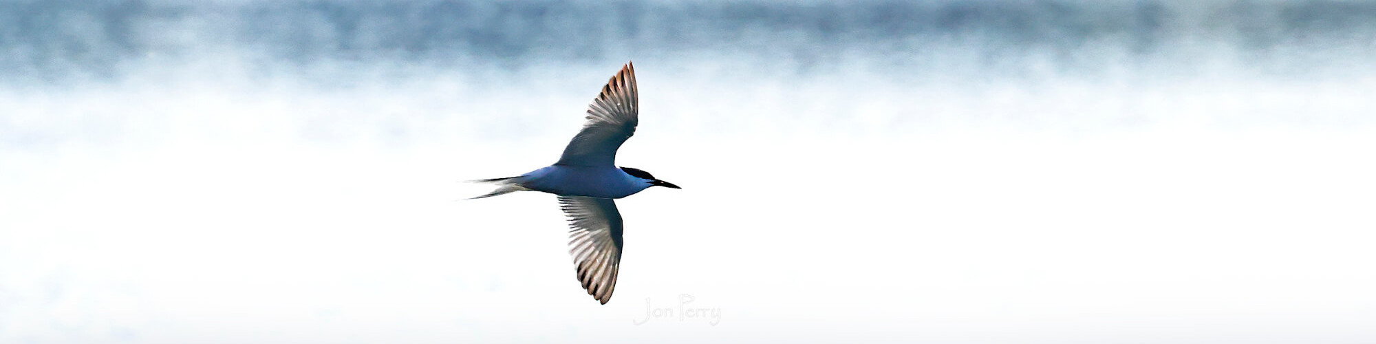 Bird in flight