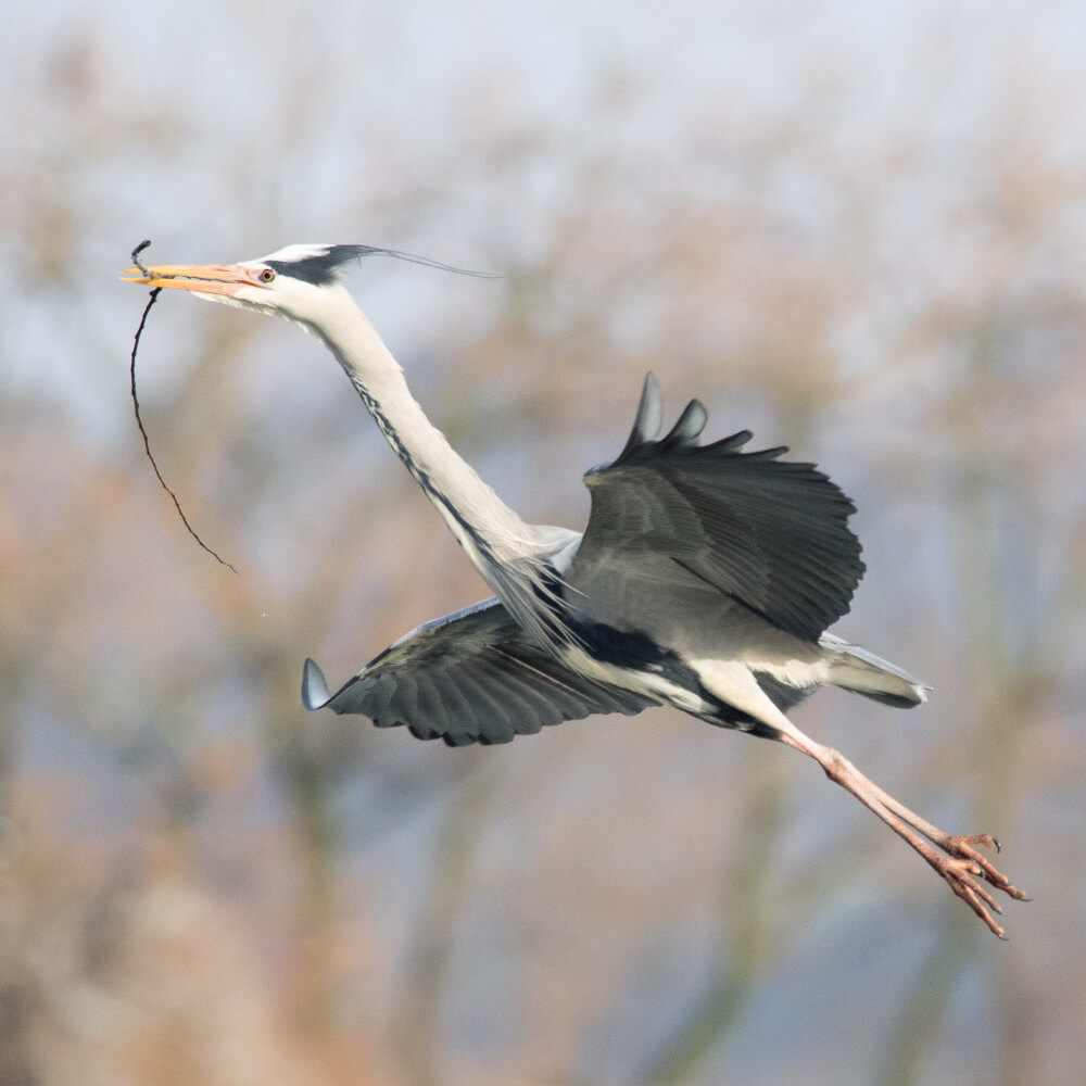 Heron