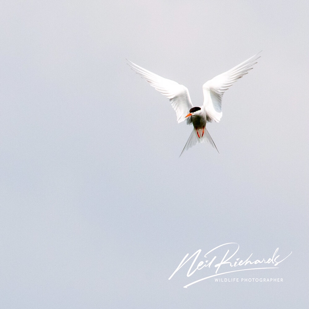 Bird in flight