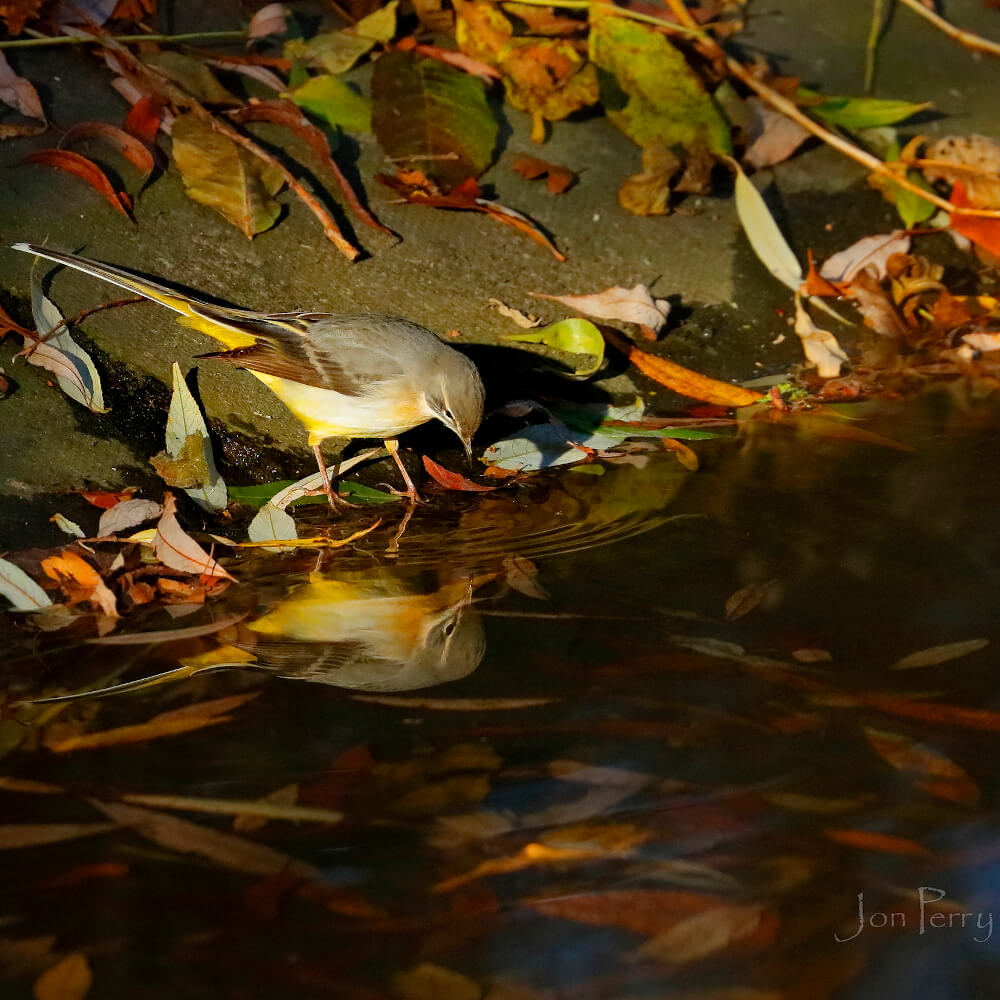 Bird looking at reflection in water