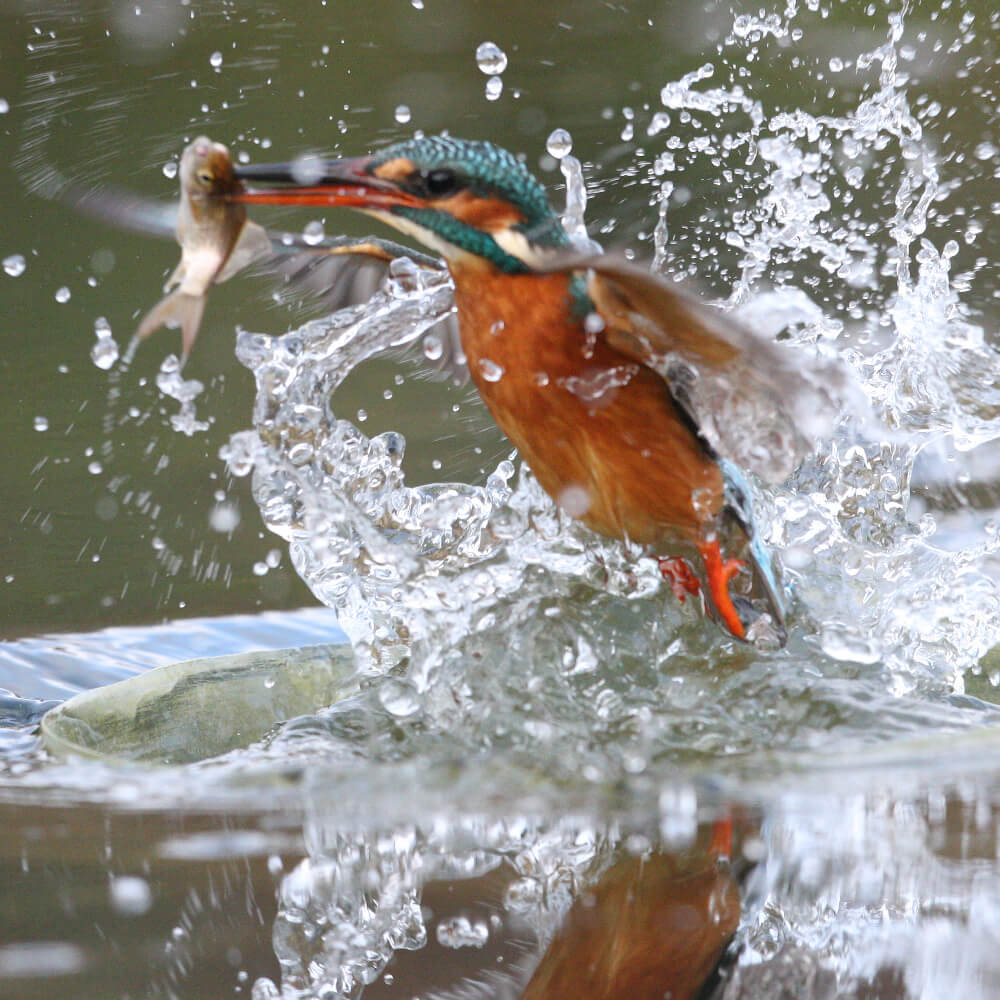 Kingfisher catching fish