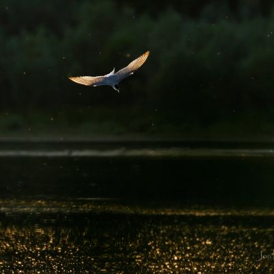 _F3A0456RCEWS One Good Tern, © Jon Perry, 15-6-21+ zbz.jpg