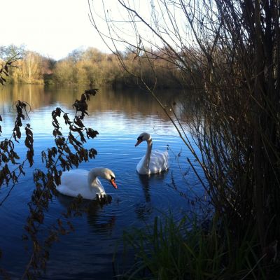 Swans on Roach Pit Lake.JPG