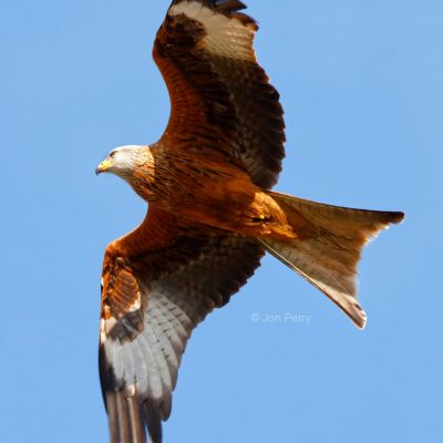 Red Kite Delight © Jon Perry 12-3-20.jpg