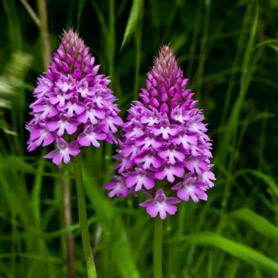 Pyramidal-Orchid.jpg