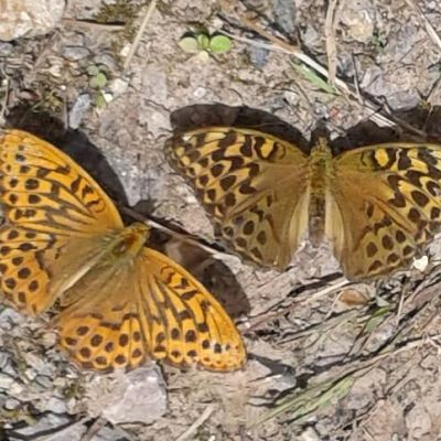 Silver Washed Fritillaries male and female.jpg