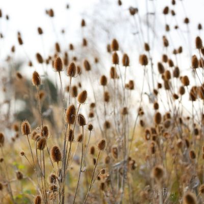 _B5A2681RCEWS Teasel Space I, © Jon Perry, 28-11-21 zcc.jpg