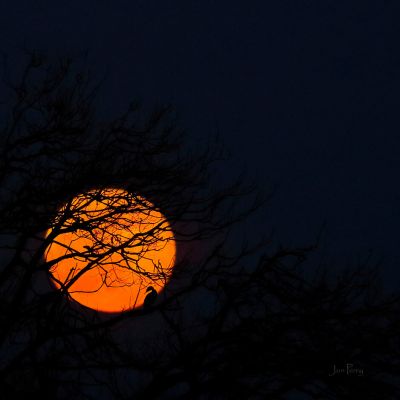 _B5A0564RCEWS Moonrise, © Jon Perry, 27-2-21+ zbx.jpg