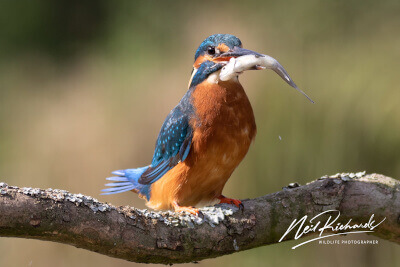 Kingfisher